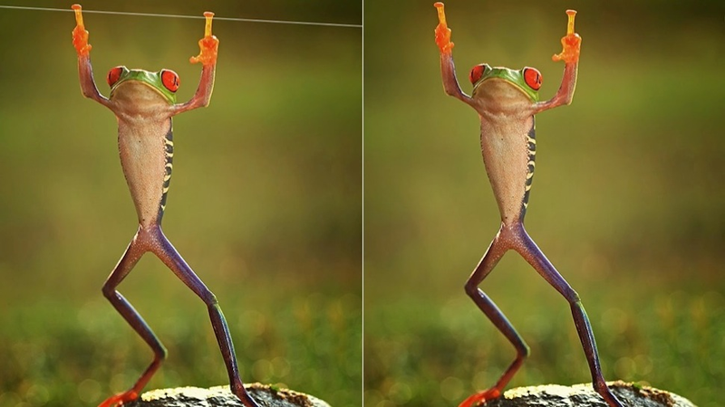 Illustration for article titled ¿Esconden estas adorables fotos montajes y maltrato animal?